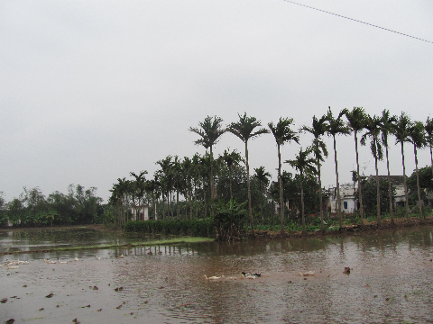 Đàn vịt "tranh thủ" kiếm ăn Đàn vịt "tranh thủ" kiếm ăn