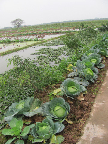 Những cây bắp cải vẫn tốt tươi trong giá rét Những cây bắp cải vẫn tốt tươi trong giá rét