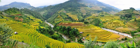 Mùa vàng ở Mù Căng Chải. Mùa vàng ở Mù Căng Chải.