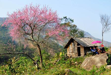 Hoa đào Sapa