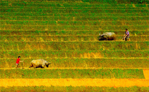 Quê hương là nơi ta sinh ra và lớn lên, cho ta những kỷ niệm ngọt ngào và tuổi thơ tươi đẹp.. Cánh đồng vùng cao. Quê hương là nơi ta sinh ra và lớn lên, cho ta những kỷ niệm ngọt ngào và tuổi thơ tươi đẹp.. Cánh đồng vùng cao.