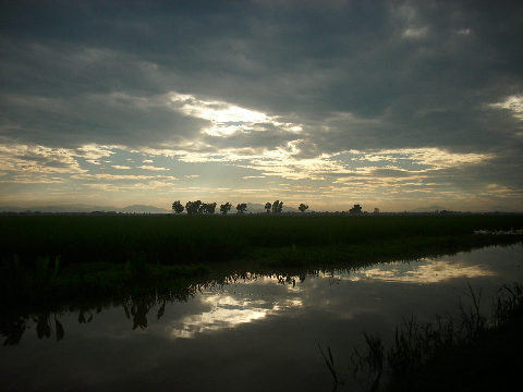 tới những cánh đồng lúa bất tận