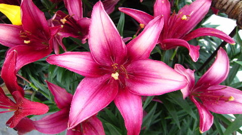 Hoa Lily tỏa xuân.