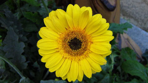 Hoa hướng dương rực rỡ.