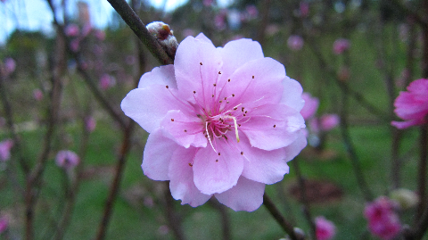 Hoa đào khoe sắc.