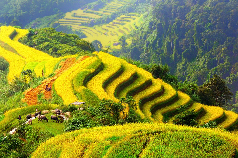 Vụ mùa bội thu trên ruộng bậc thang Hoàng Su Phì - Hà Giang. Vụ mùa bội thu trên ruộng bậc thang Hoàng Su Phì - Hà Giang.