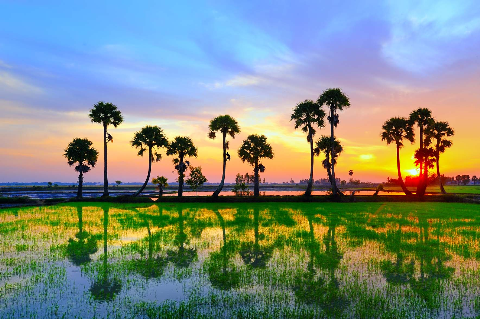 Cảnh nắng sớm thường thấy trên đồng ruộng Châu Đốc - An Giang. Cảnh nắng sớm thường thấy trên đồng ruộng Châu Đốc - An Giang.