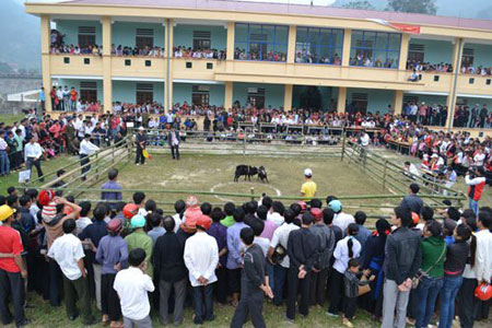 Sau thành công giải chọi dê thí điểm tại xã Bản Péo, huyện Hoàng Su Phì (Hà Giang) tiếp tục tổ chức thành công hội thi chọi dê cụm xã Thông Nguyên. Tham dự giải gồm có 24 “đấu sỹ” dê ở 3 hạng cân từ 31 - 35kg, 36 - 40 kg, và 41 - 50 kg đến từ các xã Thông Nguyên, Nậm Dịch, Nậm Ty, Nam Sơn, Nậm Khoà, Bản Péo. Mặc dù là lần đầu tiên tổ chức nhưng giải hội thi chọi dê đã nhận được sự ủng hộ nhiệt tình từ phía chính quyền các cấp, các ngành và đông đảo bà con nhân dân. .(Đông nghịt những khán giả đến xem hội chọi dê ở xã Bản Péo) Sau thành công giải chọi dê thí điểm tại xã Bản Péo, huyện Hoàng Su Phì (Hà Giang) tiếp tục tổ chức thành công hội thi chọi dê cụm xã Thông Nguyên. Tham dự giải gồm có 24 “đấu sỹ” dê ở 3 hạng cân từ 31 - 35kg, 36 - 40 kg, và 41 - 50 kg đến từ các xã Thông Nguyên, Nậm Dịch, Nậm Ty, Nam Sơn, Nậm Khoà, Bản Péo. Mặc dù là lần đầu tiên tổ chức nhưng giải hội thi chọi dê đã nhận được sự ủng hộ nhiệt tình từ phía chính quyền các cấp, các ngành và đông đảo bà con nhân dân. .(Đông nghịt những khán giả đến xem hội chọi dê ở xã Bản Péo)