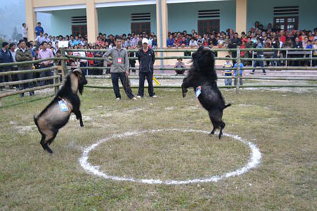 Là một huyện vùng cao biên giới còn rất nhiều khó khăn, nền kinh tế của Hoàng Su Phì chủ yếu là nông nghiệp, trong đó chăn nuôi đóng một vai trò quan trọng. Đến thời điểm hiện tại, toàn huyện có 24.255 con dê, con vật nuôi này ngày càng có một vị trí quan trọng trong phát triển kinh tế của huyện, vì thế giải chọi dê lần này không chỉ nhằm nâng cao mức hưởng thụ văn hoá tinh thần cho đồng bào mà còn nhằm khuyến khích các hộ gia đình phát triển chăn nuôi. Đây là giải đấu làm tiền đề cho việc tổ chức giải quy mô cấp huyện và sẽ được tổ chức thường niên vào các năm tiếp theo, trở thành lễ hội chọi dê của nhân dân các dân tộc huyện Hoàng Su Phì mỗi dịp lễ tết. .(Màn chào khán giả) Là một huyện vùng cao biên giới còn rất nhiều khó khăn, nền kinh tế của Hoàng Su Phì chủ yếu là nông nghiệp, trong đó chăn nuôi đóng một vai trò quan trọng. Đến thời điểm hiện tại, toàn huyện có 24.255 con dê, con vật nuôi này ngày càng có một vị trí quan trọng trong phát triển kinh tế của huyện, vì thế giải chọi dê lần này không chỉ nhằm nâng cao mức hưởng thụ văn hoá tinh thần cho đồng bào mà còn nhằm khuyến khích các hộ gia đình phát triển chăn nuôi. Đây là giải đấu làm tiền đề cho việc tổ chức giải quy mô cấp huyện và sẽ được tổ chức thường niên vào các năm tiếp theo, trở thành lễ hội chọi dê của nhân dân các dân tộc huyện Hoàng Su Phì mỗi dịp lễ tết. .(Màn chào khán giả)