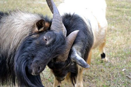 Còn đủ sức không? Còn đủ sức không?