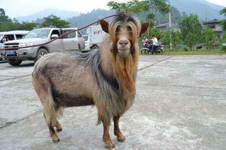 Tham dự giải gồm có 24 “đấu sỹ” dê ở 3 hạng cân từ 31 - 35kg, 36 - 40 kg, và 41 - 50 kg đến từ các xã Thông Nguyên, Nậm Dịch, Nậm Ty, Nam Sơn, Nậm Khoà, Bản Péo. Đây là một hoạt động thiết thực nhằm tiếp tục duy trì và đẩy mạnh phong trào thể dục thể thao của huyện đồng thời xây dựng môn thể thao truyền thống của đồng bào dân tộc nơi đây. Hội thi cũng góp phần khơi dậy, phát huy nét văn hoá truyền thống, bảo tồn và phát triển nguồn ghen quý đối với các loại động vật nuôi của các dân tộc trên địa bàn huyện. .(Chuẩn bị chiến đấu) Tham dự giải gồm có 24 “đấu sỹ” dê ở 3 hạng cân từ 31 - 35kg, 36 - 40 kg, và 41 - 50 kg đến từ các xã Thông Nguyên, Nậm Dịch, Nậm Ty, Nam Sơn, Nậm Khoà, Bản Péo. Đây là một hoạt động thiết thực nhằm tiếp tục duy trì và đẩy mạnh phong trào thể dục thể thao của huyện đồng thời xây dựng môn thể thao truyền thống của đồng bào dân tộc nơi đây. Hội thi cũng góp phần khơi dậy, phát huy nét văn hoá truyền thống, bảo tồn và phát triển nguồn ghen quý đối với các loại động vật nuôi của các dân tộc trên địa bàn huyện. .(Chuẩn bị chiến đấu)