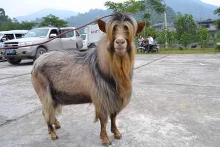 Tham dự giải gồm có 24 “đấu sỹ” dê ở 3 hạng cân từ 31 - 35kg, 36 - 40 kg, và 41 - 50 kg đến từ các xã Thông Nguyên, Nậm Dịch, Nậm Ty, Nam Sơn, Nậm Khoà, Bản Péo. Đây là một hoạt động thiết thực nhằm tiếp tục duy trì và đẩy mạnh phong trào thể dục thể thao của huyện đồng thời xây dựng môn thể thao truyền thống của đồng bào dân tộc nơi đây. Hội thi cũng góp phần khơi dậy, phát huy nét văn hoá truyền thống, bảo tồn và phát triển nguồn ghen quý đối với các loại động vật nuôi của các dân tộc trên địa bàn huyện. .(Chuẩn bị chiến đấu)