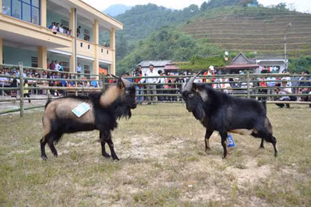 Trước khi vào trận đấu, mỗi “đấu sỹ” dê được đeo số báo danh và chăm chút kỹ lưỡng. Các chú dê được thi đấu theo thể thức loại trực tiếp, chọn những chú dê khoẻ nhất vào chung kết. Anh Trần Chí Nhân, phó trưởng phòng văn hoá thông tin, phó ban tổ chức giải cho biết: “Hội thi chọi dê là một sáng kiến hay rất được bà con đồng bào dân tộc trên địa bàn huyện ủng hộ. Nhiều hộ gia đình giờ đây đã có thêm một mục đích mới là chăm chút cho những chú dê nhà mình thật khoẻ để còn “rinh” giải vào những hội chọi sau. Chúng tôi sẽ có dự án để nâng lên thành lễ hội chọi dê truyền thống của đồng bào dân tộc nơi vùng núi cao này”. .(Pha đấu trí)