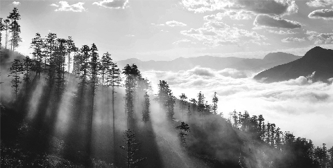 Hàng Sa mu trong nắng mai. Hàng Sa mu trong nắng mai.