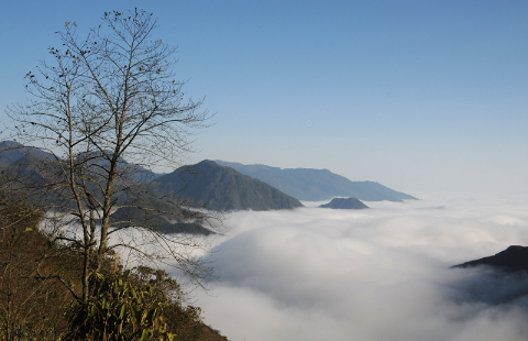Sông mây Tả Giàng Phình. Sông mây Tả Giàng Phình.