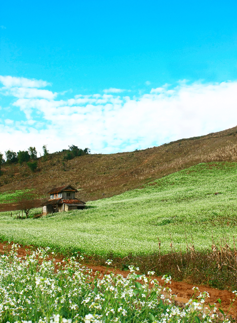 Mộc Châu mùa hoa cải