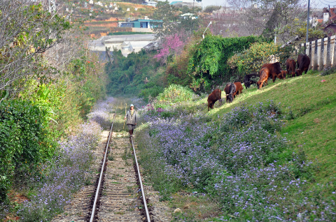 Chiều xuân. Chụp tại đường ray xe lửa từ ga Đà Lạt đến ga Trại Mát, Đà Lạt Chiều xuân. Chụp tại đường ray xe lửa từ ga Đà Lạt đến ga Trại Mát, Đà Lạt