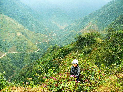 Hoa trên đèo Khau Phạ (Yên Bái). Hoa trên đèo Khau Phạ (Yên Bái).