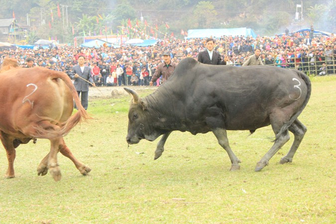chú bò vàng đã phải bỏ cuộc chơi chú bò vàng đã phải bỏ cuộc chơi