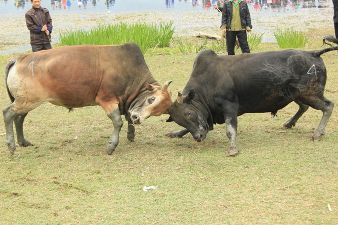 Rất hung hãn Rất hung hãn