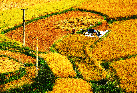 Những thửa ruộng vàng ươm, trải dài như một bức tranh thêu đẹp.