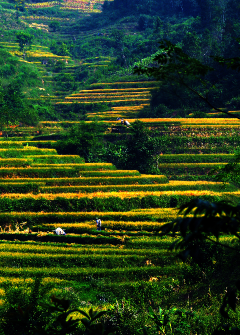 Ruộng bậc thang vàng óc ngày chính mùa