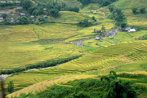 Lúa đã chín vàng trên bản làng Tây Bắc Lúa đã chín vàng trên bản làng Tây Bắc