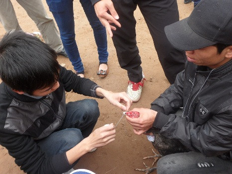 May vá, bôi thuốc cho những chú gà chọi bị thương sau mỗi trận đấu.