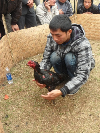 Những chú gà được chủ nhân chăm sóc cẩn thận để mau hồi sức sau giờ nghỉ giải lao giữa các "hồ" thi đấu (mỗi "hồ" là 15 phút).