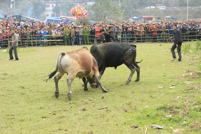 chọi trâu chọi trâu