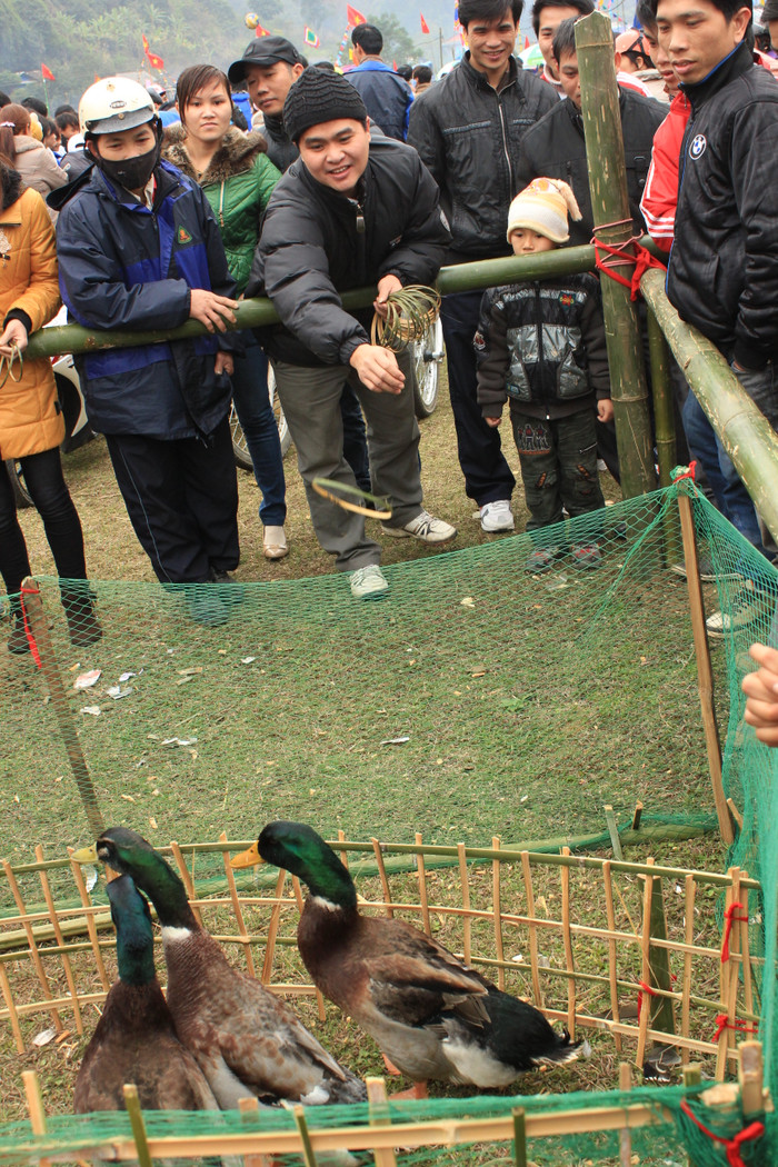 ném vòng vào cổ con vịt ném vòng vào cổ con vịt