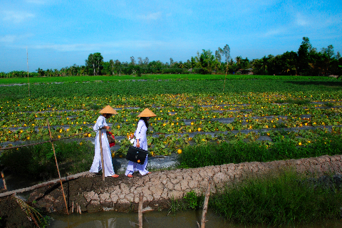 Lối xuân. (Ảnh chụp tại huyện Thới Lai - TP Cần Thơ) Lối xuân. (Ảnh chụp tại huyện Thới Lai - TP Cần Thơ)