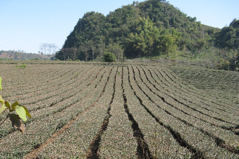 Những luống chè được trồng trải dài như tấm thảm. Những luống chè được trồng trải dài như tấm thảm.