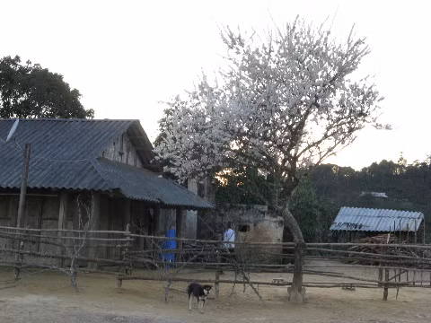 Hoa mận trắng xóa trước nhà.