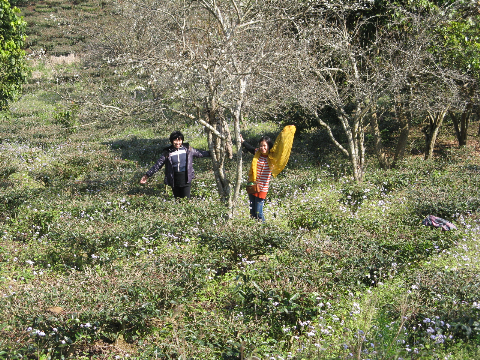 Cây mận xen giữa các luống chè. Cây mận xen giữa các luống chè.