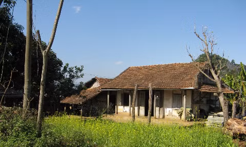 Vạt hoa cải vàng rực dưới nắng trước hiên nhà.