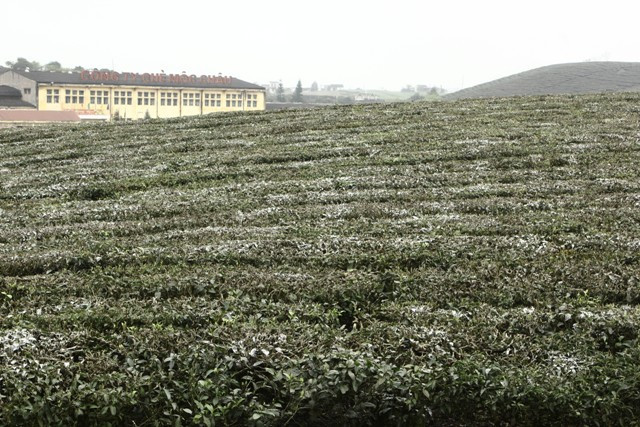 Đồi chè Mộc Châu