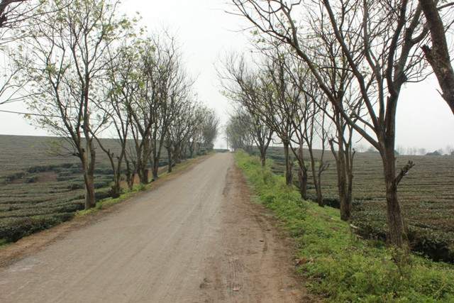 Đường vào đồi chè Mộc Châu. Đây là 1 trong điểm thăm quan dành cho khách du lịch.