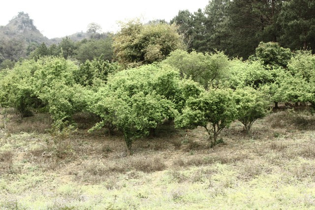 Hoa mơ nở trắng trên cây.