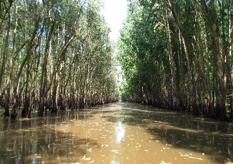 Ảnh mùa Thu của rừng tràm Trà Sư Ảnh mùa Thu của rừng tràm Trà Sư