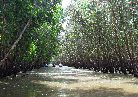 Ảnh mùa Hạ của rừng tràm Trà Sư Ảnh mùa Hạ của rừng tràm Trà Sư