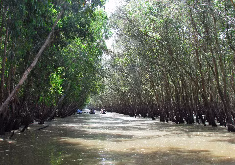 Ảnh mùa Hạ của rừng tràm Trà Sư