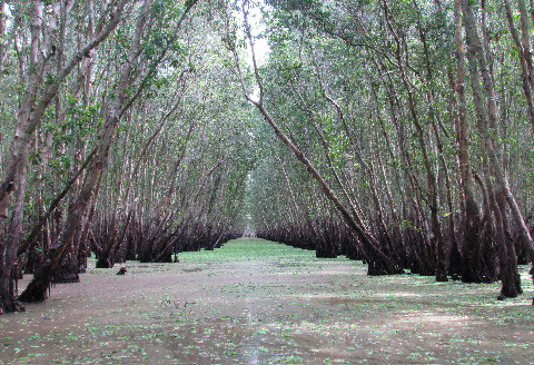 Ảnh mùa Đông của rừng tràm Trà Sư Ảnh mùa Đông của rừng tràm Trà Sư