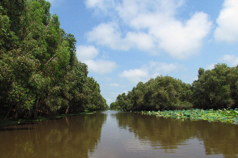 Ảnh êm đềm rừng tràm Trà Sư Ảnh êm đềm rừng tràm Trà Sư