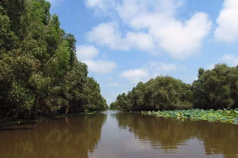 Ảnh êm đềm rừng tràm Trà Sư