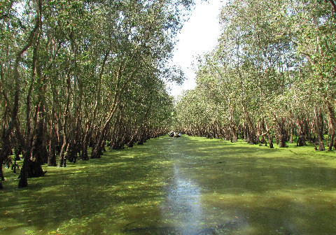 Ảnh mùa Xuân của rừng tràm Trà Sư Ảnh mùa Xuân của rừng tràm Trà Sư