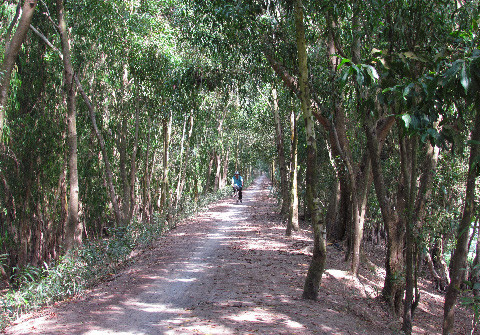 Ảnh đường mòn trong rừng tràm Trà Sư Ảnh đường mòn trong rừng tràm Trà Sư