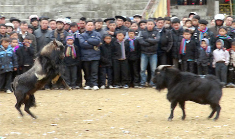 Cú nhẩy chổm lên rồi dùng sừng bổ xuống đầu đối phương bằng đòn chí mạng. (ảnh: Trần Thế Dũng)