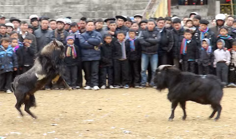 Cú nhẩy chổm lên rồi dùng sừng bổ xuống đầu đối phương bằng đòn chí mạng. (ảnh: Trần Thế Dũng)