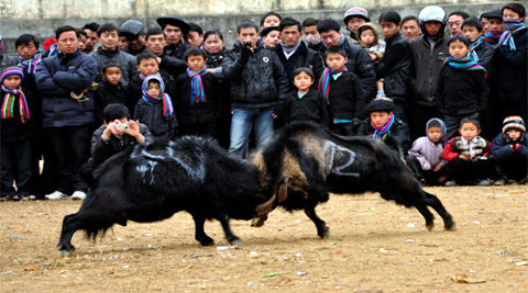 Quần thảo với nhau hàng giờ bằng những thế “võ dê” độc đáo, hiếm thấy. (ảnh: Trần Thế Dũng)